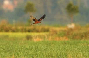 陽(yáng)東：構(gòu)建生態(tài)“安全區(qū)”，吸引候鳥年年來